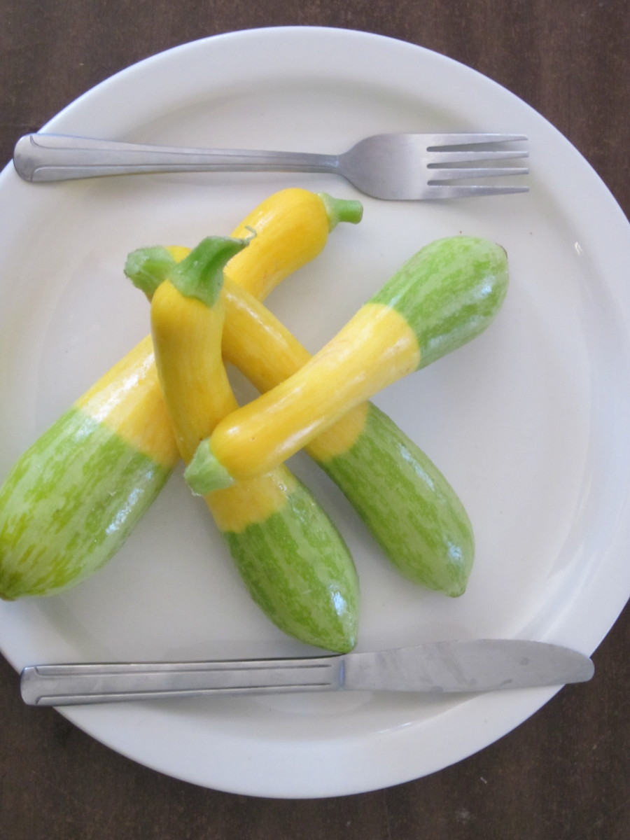 5 Zephyr summer Squash seeds