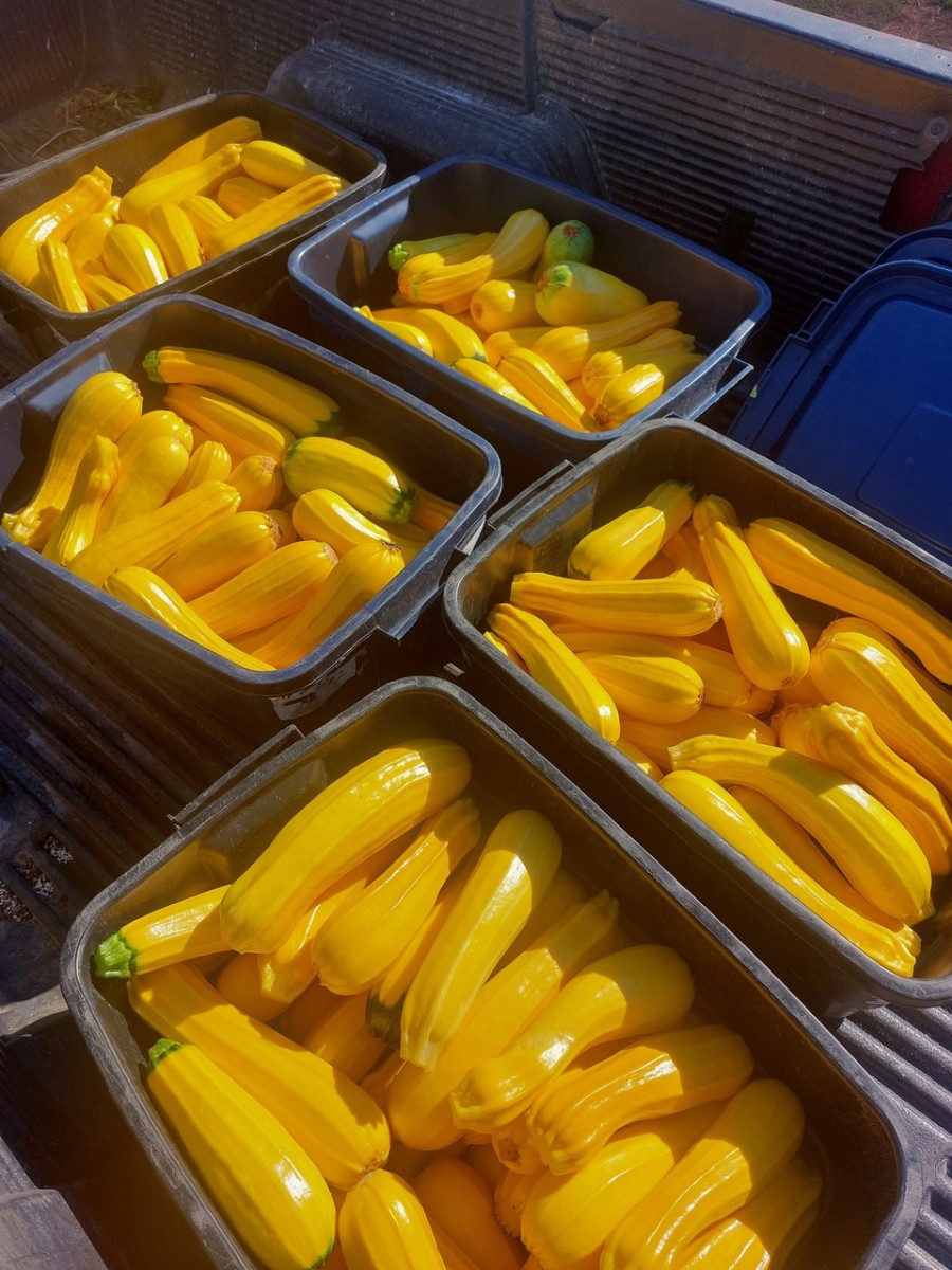Goldini II Organic Golden Zucchini Fedco Seeds