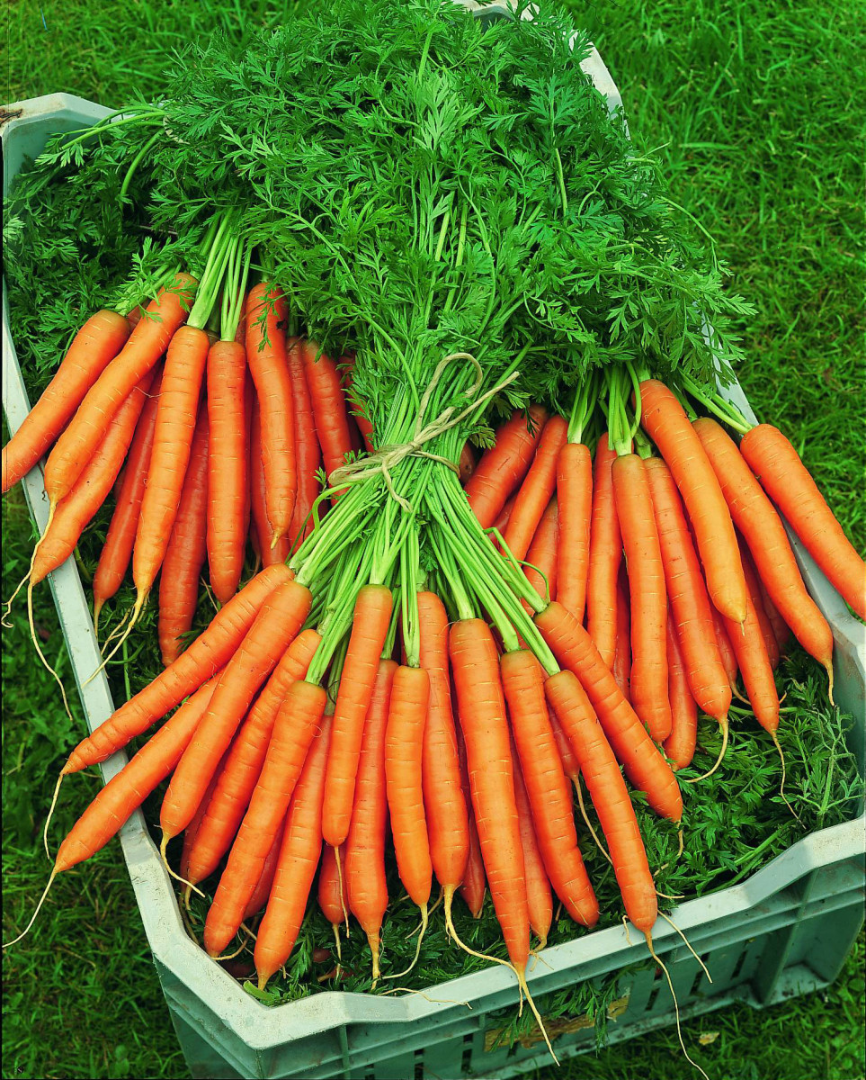 Mokum, Unpelleted Early Carrot Fedco Seeds