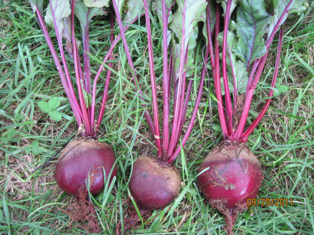 Early Wonder Tall Top Beet Fedco Seeds