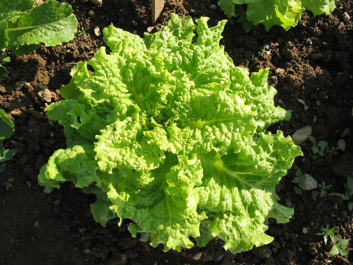Lettuce Seeds Black Seeded Simpson Seeds Black Seeded Simpson Leaf Lettuce Seeds Lactuca sativa Seeds