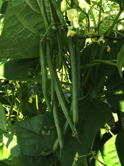 Seychelles Organic Pole Bean - Fedco Seeds