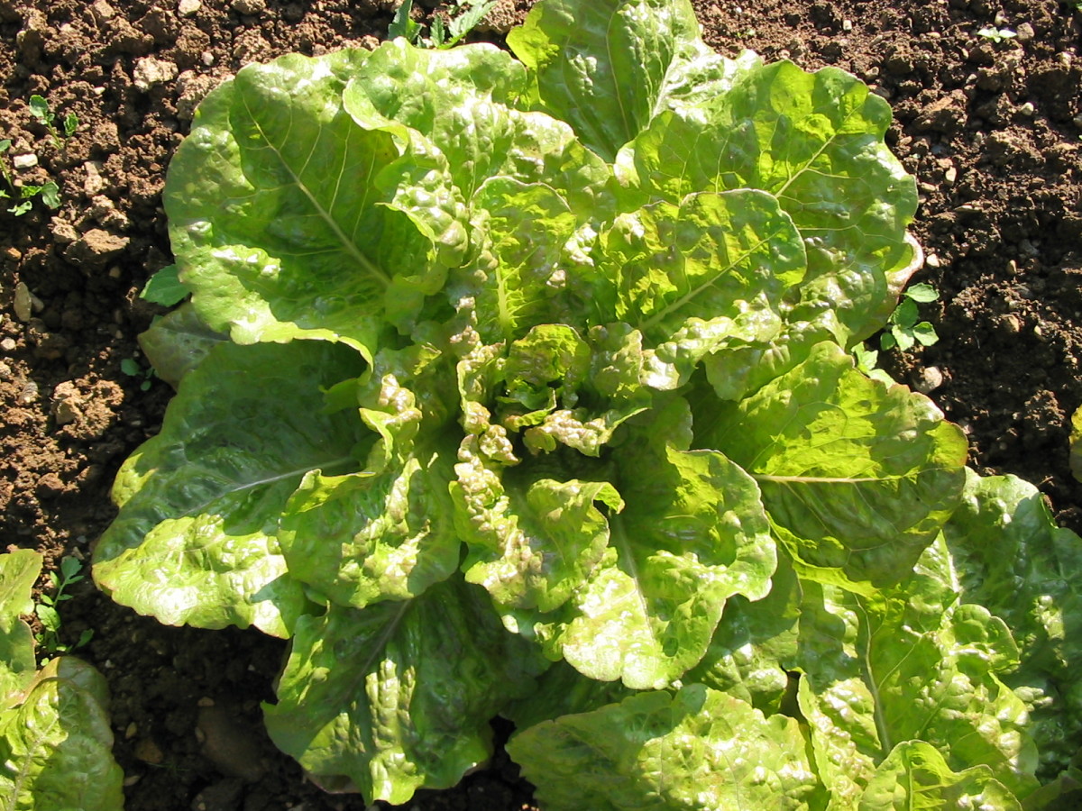 De Braun Organic Looseleaf Lettuce Fedco Seeds