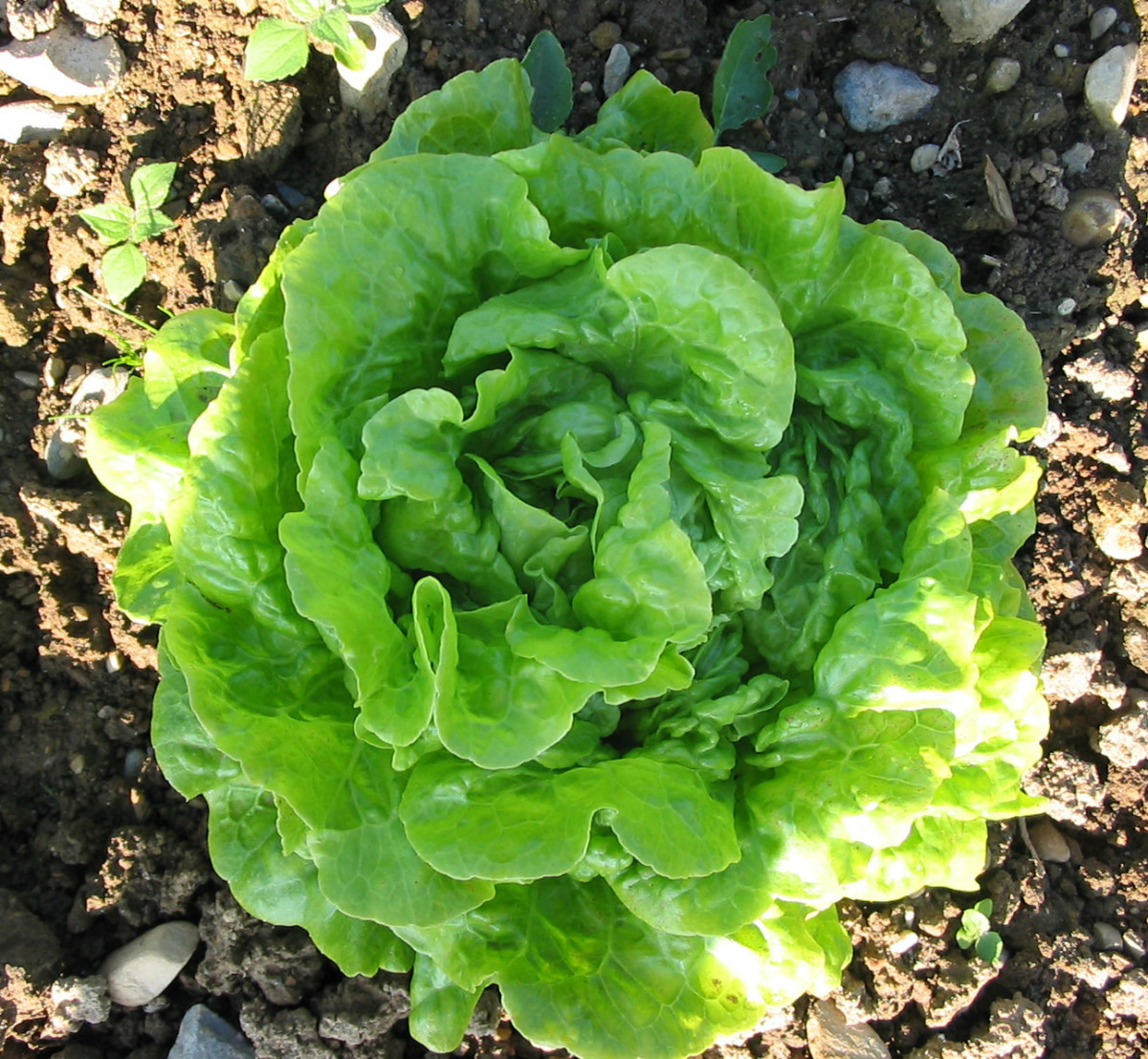 Tom Thumb Butterhead Lettuce Fedco Seeds