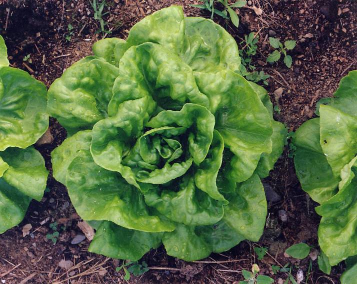 Buttercrunch Butterhead Lettuce Fedco Seeds