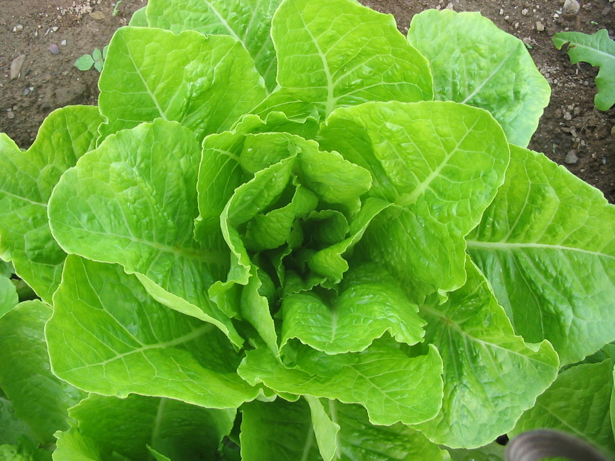Jericho Organic Romaine Lettuce Fedco Seeds