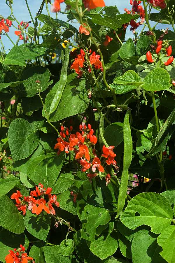 Scarlet Runner Pole Bean Fedco Seeds