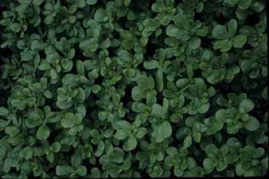 purslane golden specialty organic green seeds fedcoseeds