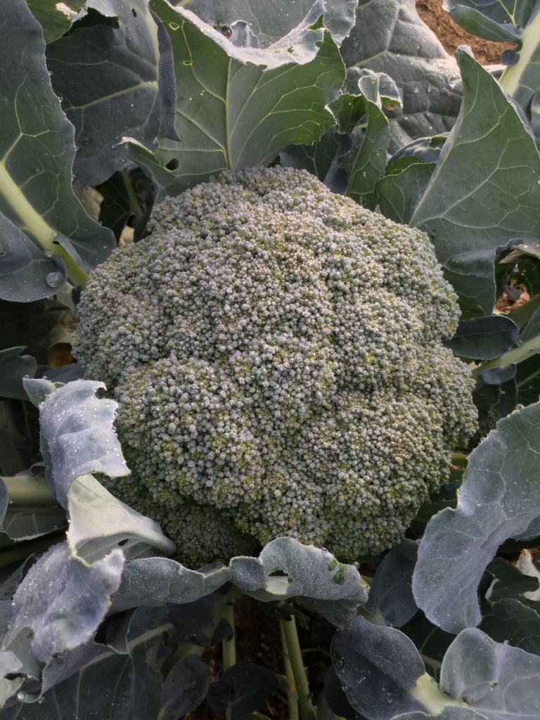 Green Magic Broccoli Fedco Seeds