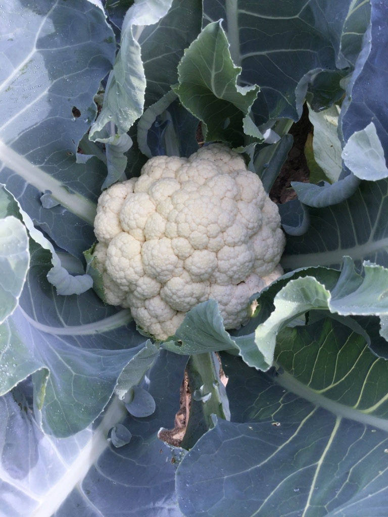 Fujiyama Cauliflower Fedco Seeds