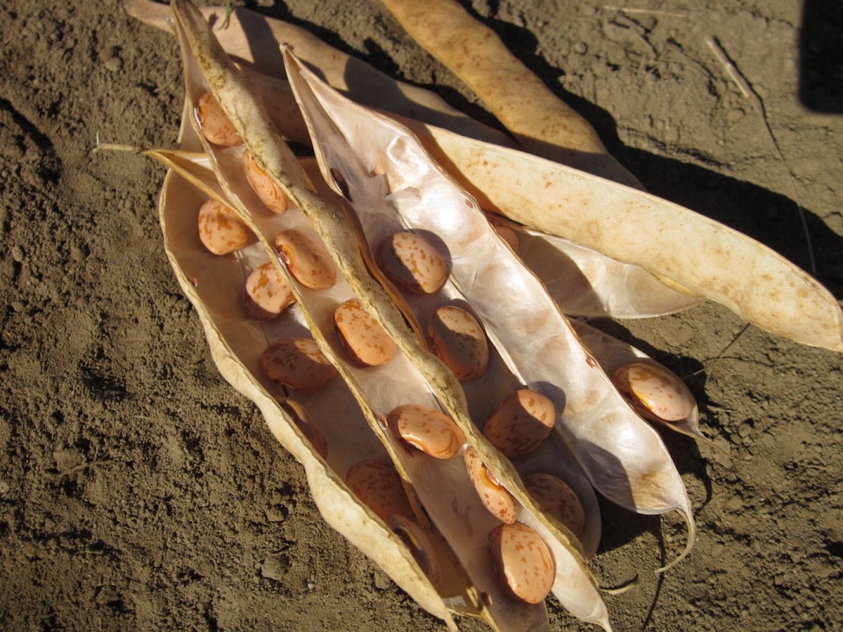 Dolloff Organic Pole Bean Fedco Seeds