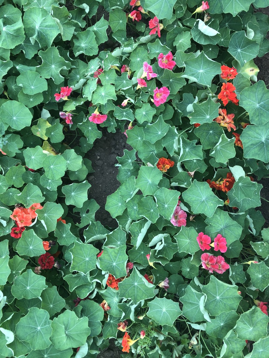 Cherrelle Nasturtium Fedco Seeds
