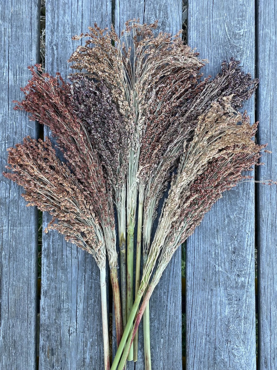 Red Broom Corn Fedco Seeds