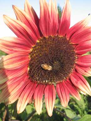 Ruby Eclipse Sunflower - Fedco Seeds