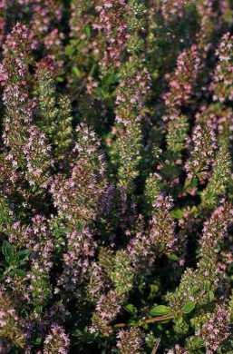 purple creeping thyme seeds