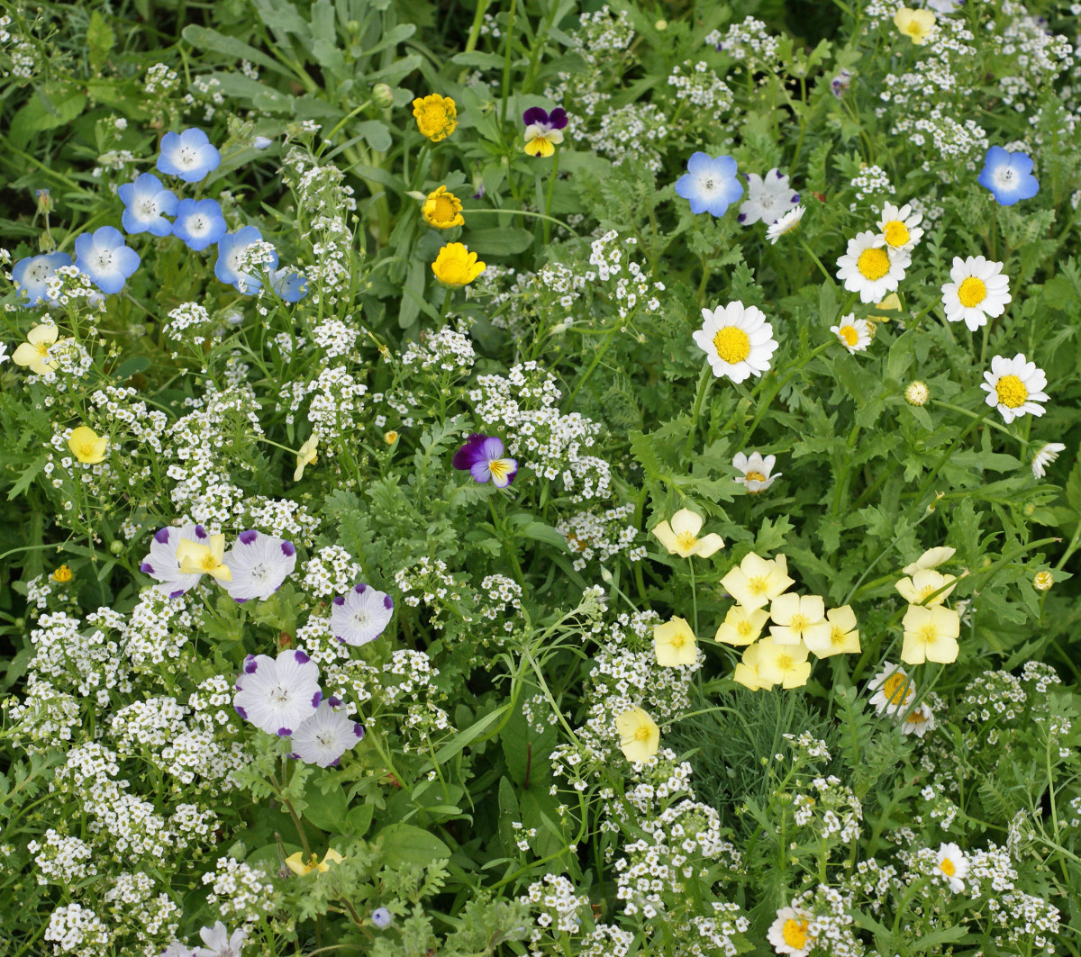 Flowering Lawn Mix Flower Seed Fedco Seeds