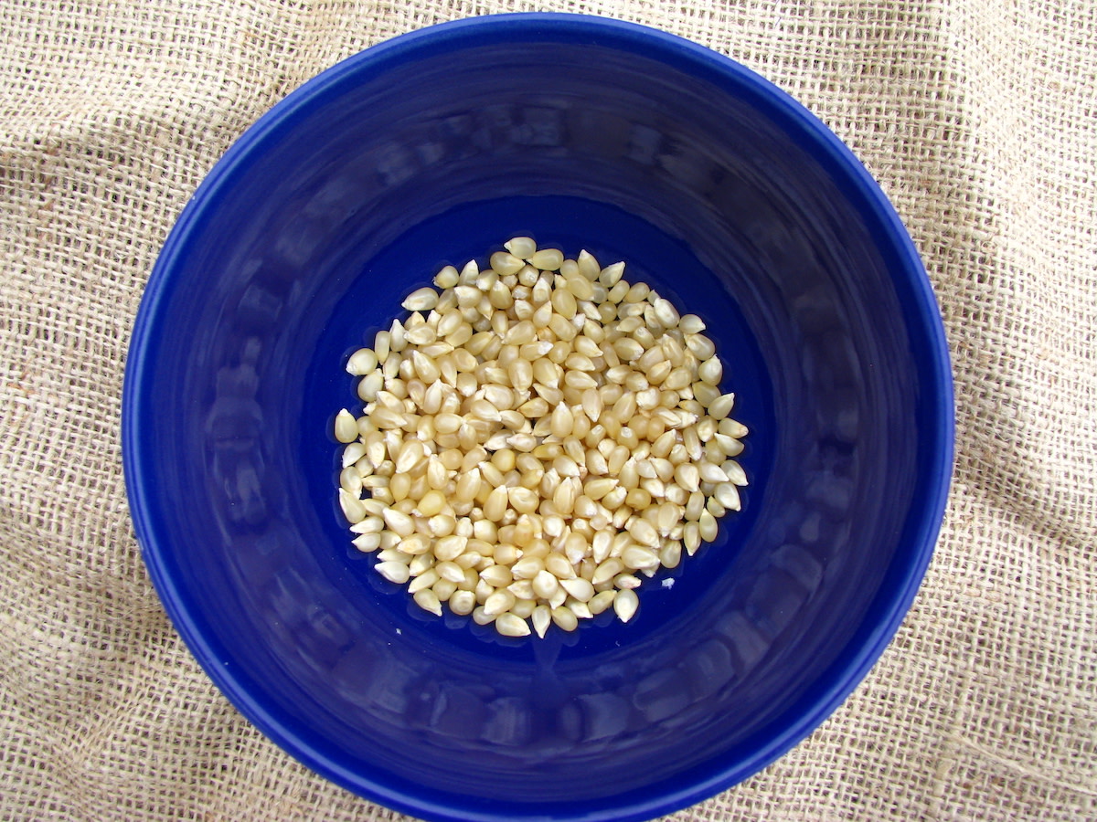 Japanese Hulless Popcorn Fedco Seeds