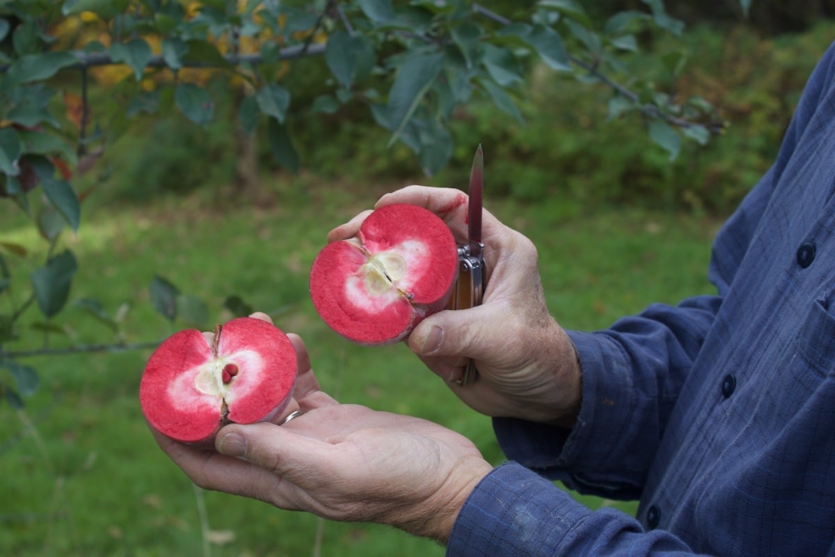 pommie apple