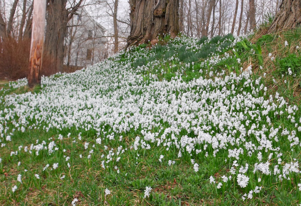 A lawn of grass and delicate white flowers