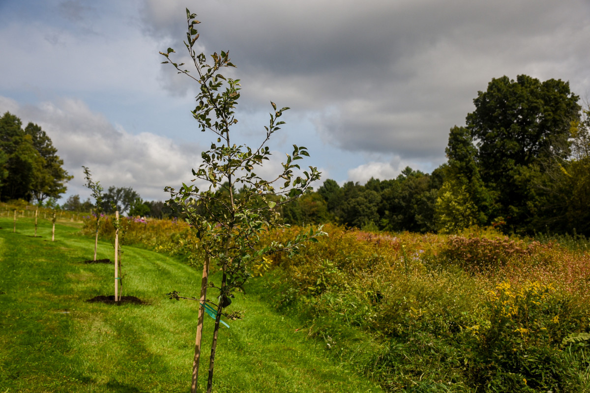 Image: A young apple tree grows on a slope at Tower Hill Orchard