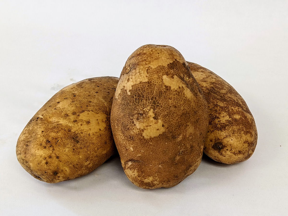 Russet Burbank Organic Russet Potato - Fedco Seeds