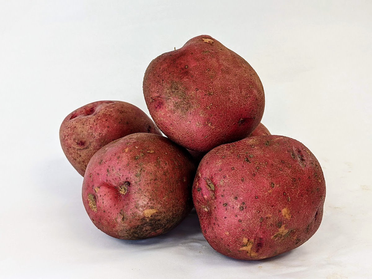 Adirondack Red Mid-Season Potato - Potatoes, Onions and Exotics