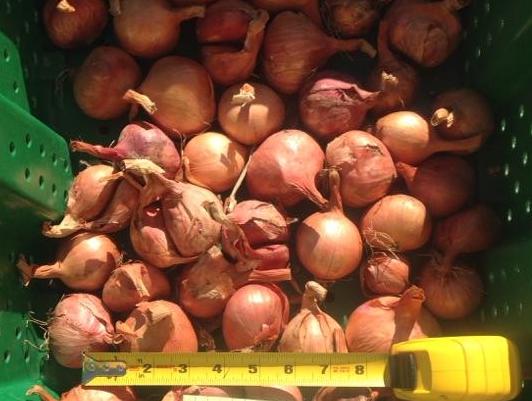 NERO SHALLOT Sets - Non-Gmo Bulbs, Garden Seed Shallots - Traditional Round  Shape, Fresh Multiplier Onions