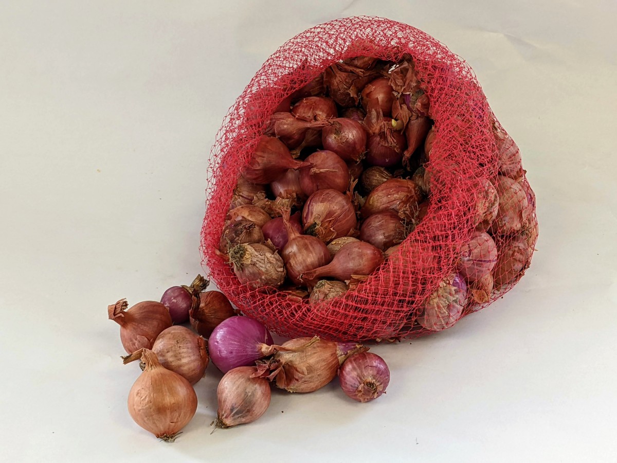 NERO SHALLOT Sets - Non-Gmo Bulbs, Garden Seed Shallots - Traditional Round  Shape, Fresh Multiplier Onions