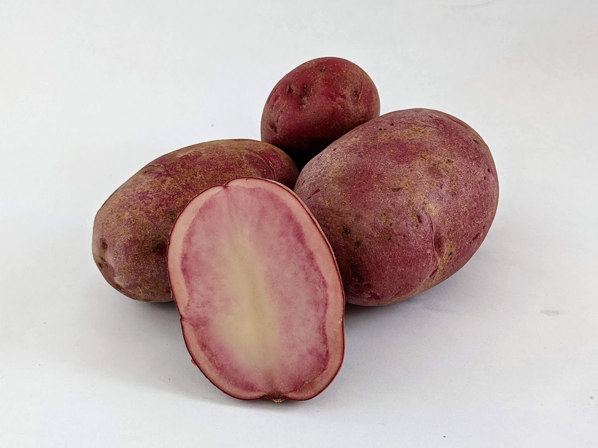 Adirondack Red Mid-Season Potato - Potatoes, Onions and Exotics