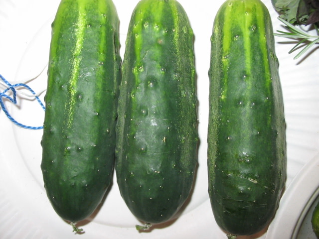 H-19 Little Leaf Cucumber (Organic 57 Days) – Pinetree Garden Seeds