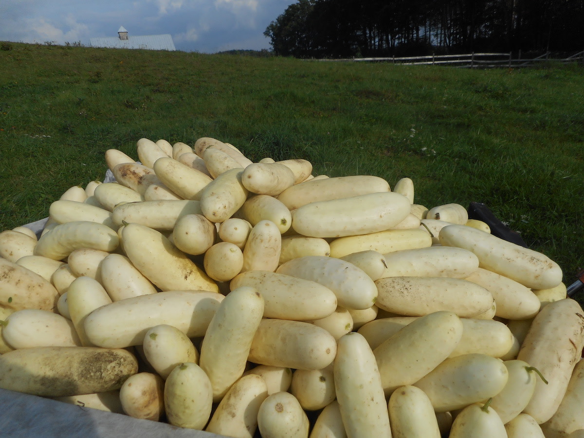 Silver Slicer Cucumber (Certified Organic)