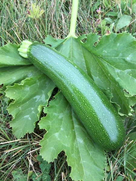 Green Machine Organic Zucchini - Fedco Seeds