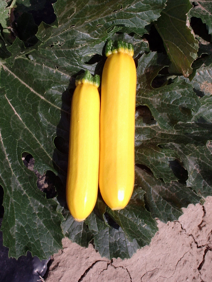 Sebring Golden Zucchini - Fedco Seeds