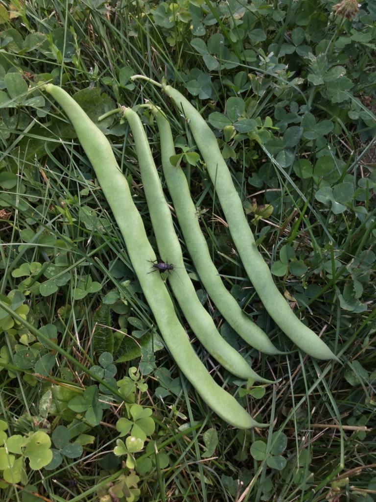 Greencrop, Bush Green Flat, Beans, Products, Vegetables