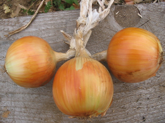 PFONIYDIC220  1/4 Diced Yellow Onion (2/20#) - Pacific Coast Fruit Co.