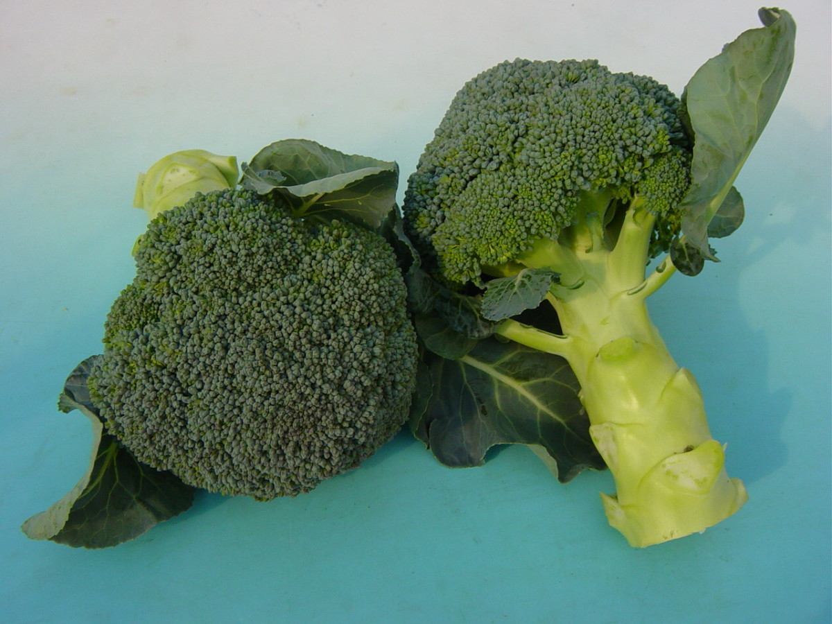Great Jones King Sear - Broccoli