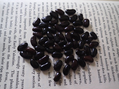 Monos Negros Organic Shell & Dry Bean - Fedco Seeds