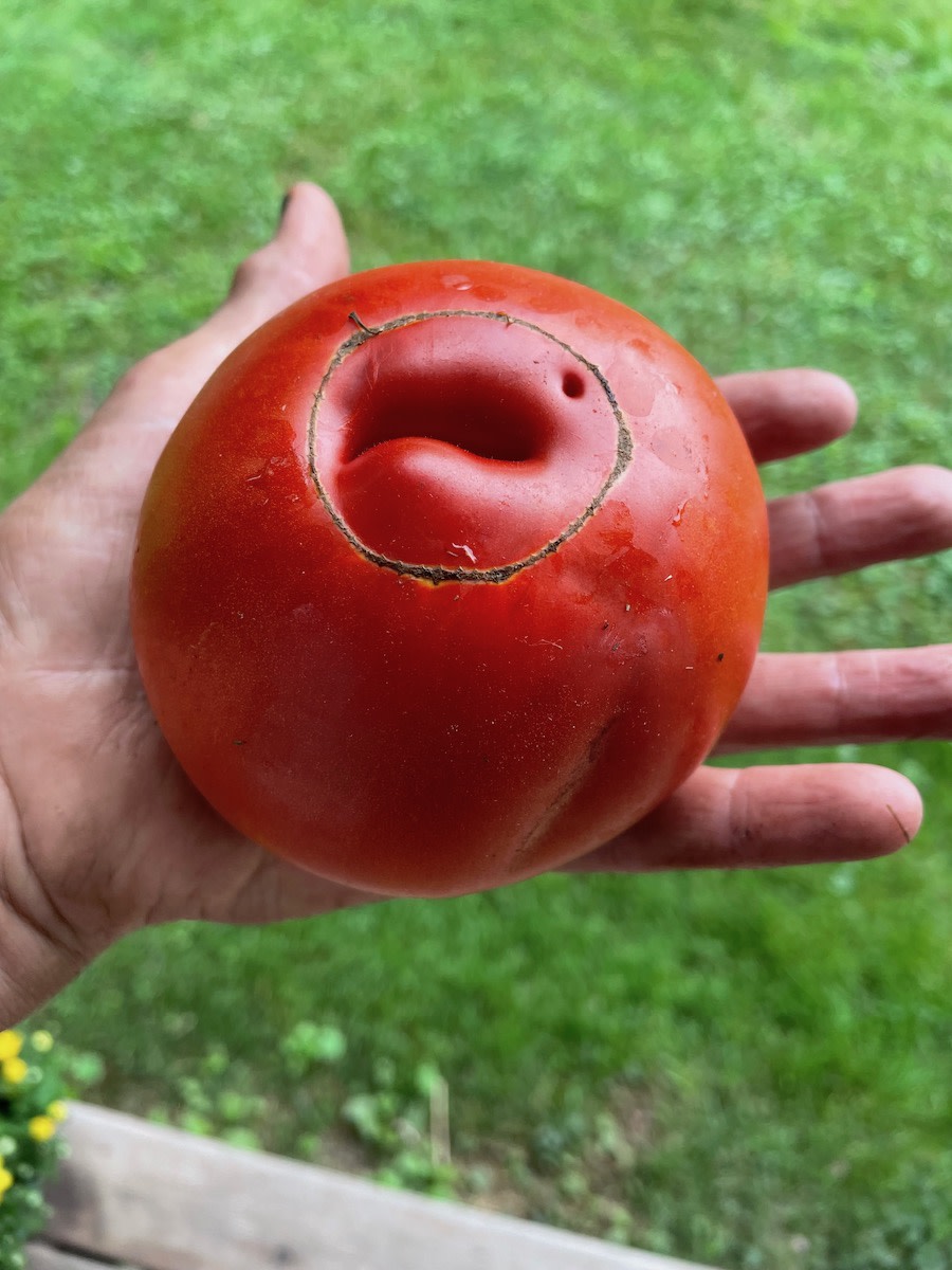 Mark Twain Eco Slicing Tomato - Fedco Seeds