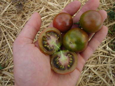 Black Cherry Tomato - Semillas Batlle - Huerto y Jardín