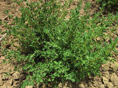 German Thyme