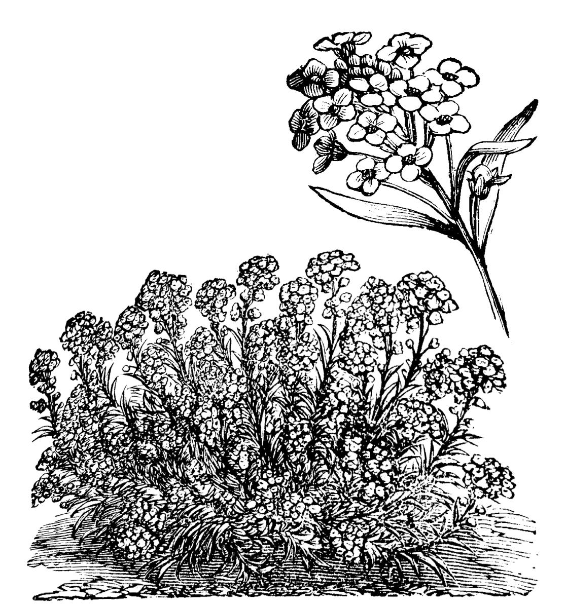 White Alyssum full-size item image #2