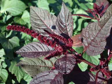 Hopi Red Dye - Heirloom & Organic Amaranthus Seed