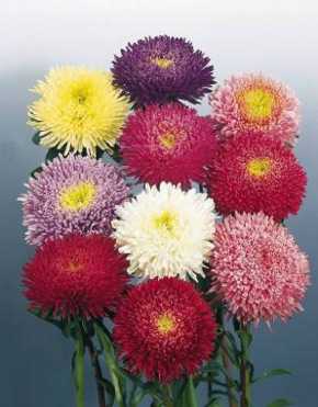 Aster Seeds, Benary's Princess Bright Red