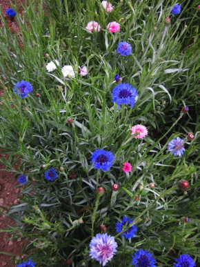 Bachelor's Button Mix - Fedco Seeds