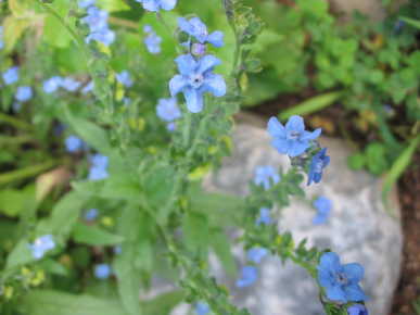 Firmament, Mystery Rose Chinese Forget Me Not Seeds, Darling Old
