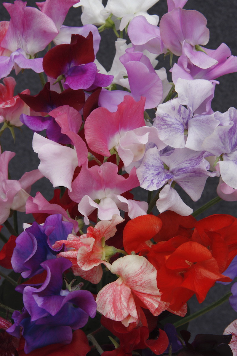 Statice Wholesale  Sweet Peas Flower Shop