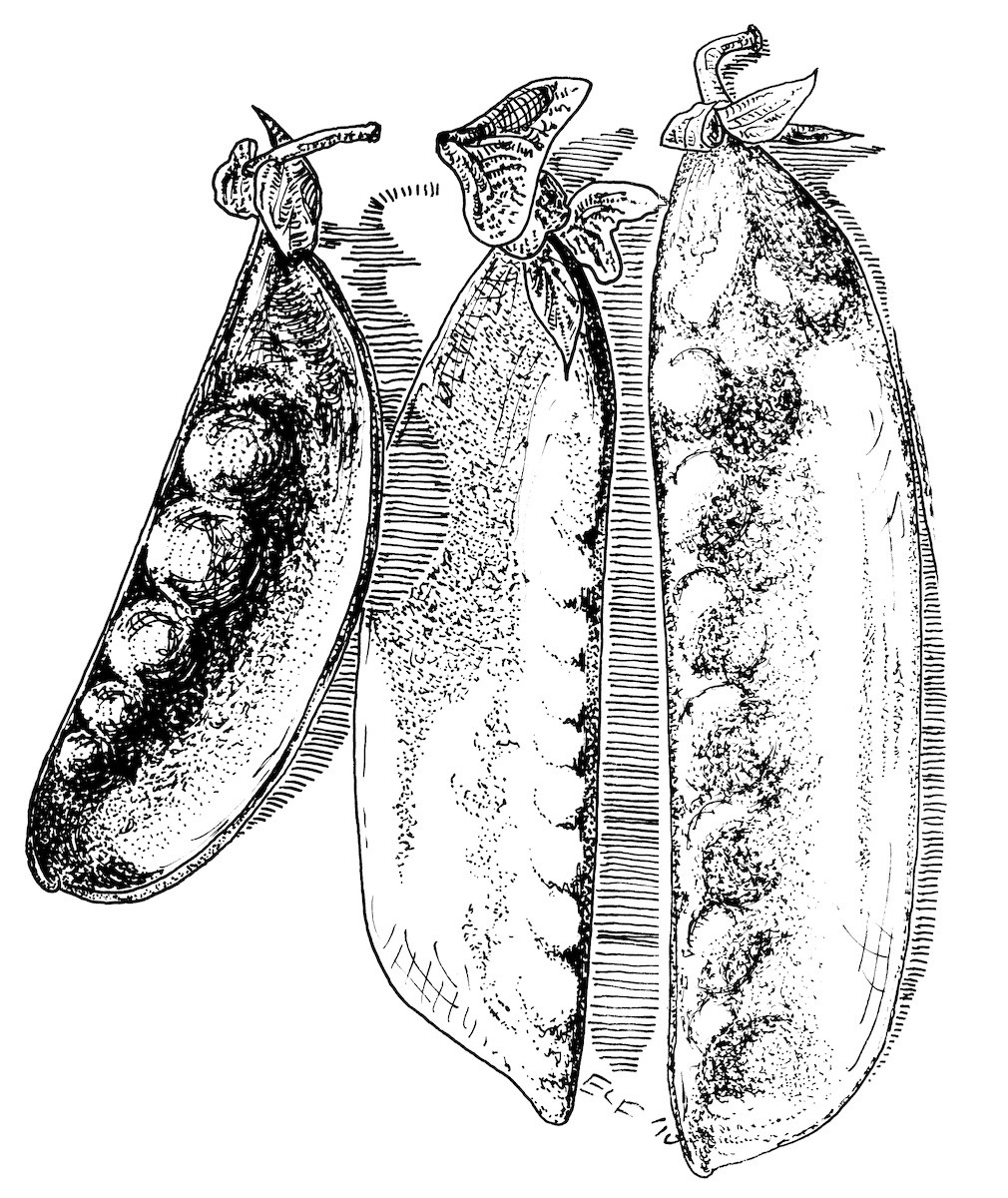 Peas in a pod Pea plant illustration watercolour and ink lettering food  illustration vegetables pulses  Art alimentaire Art Peinture