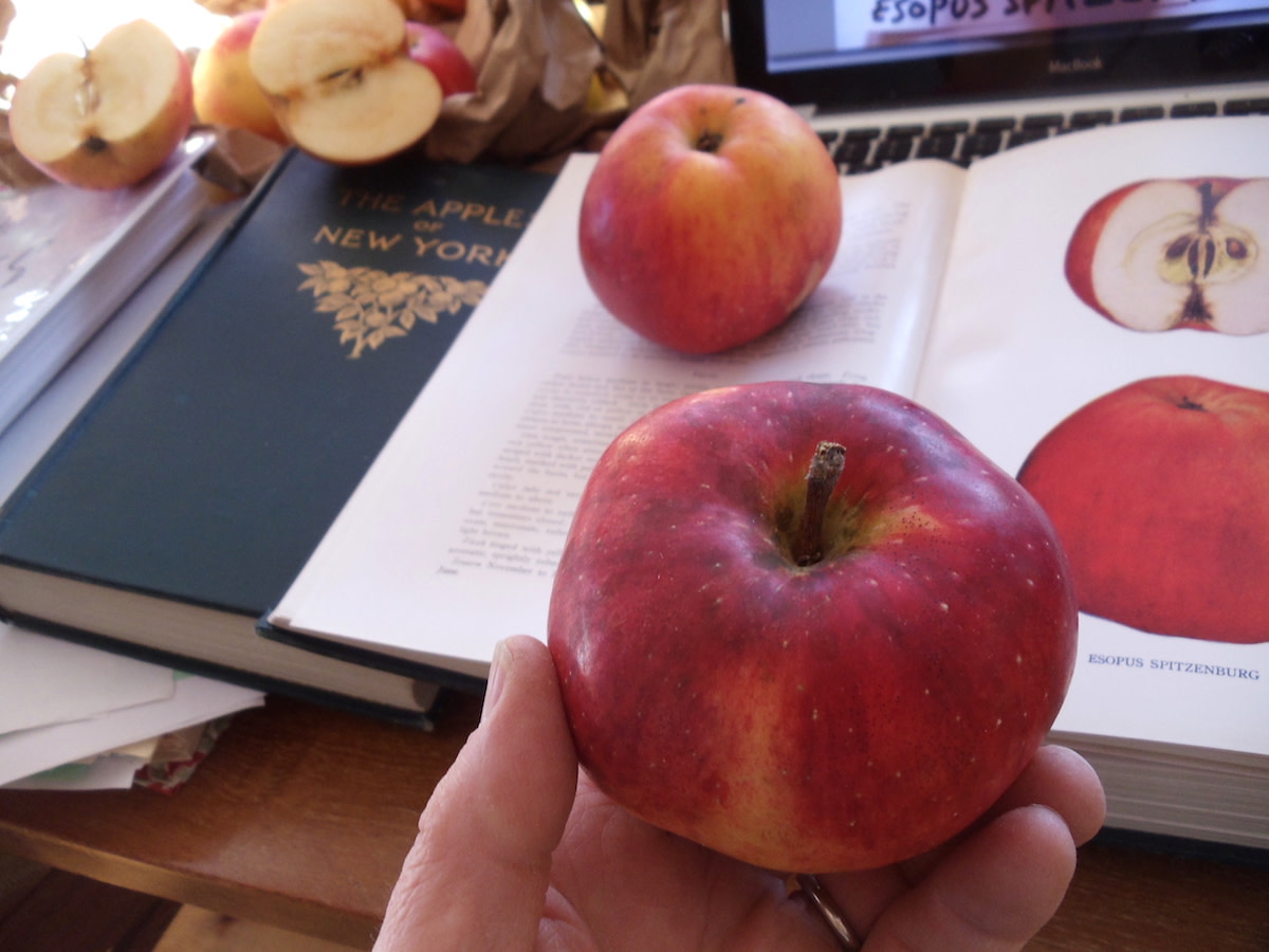 Esopus Spitzenburg Apple - Fedco Trees