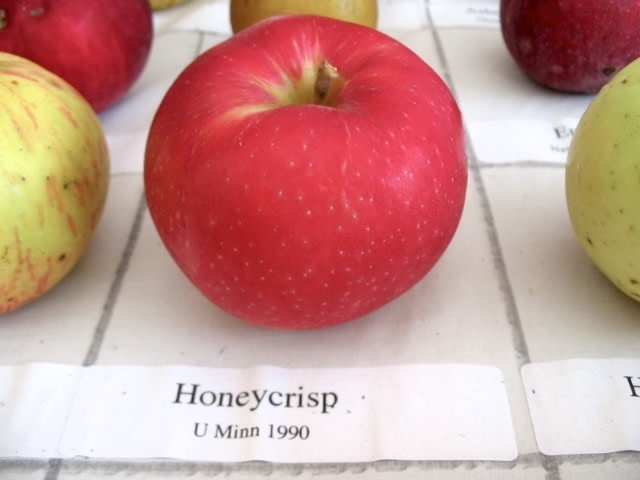 Honey Crisp Apple Tree – Green Thumbs Garden