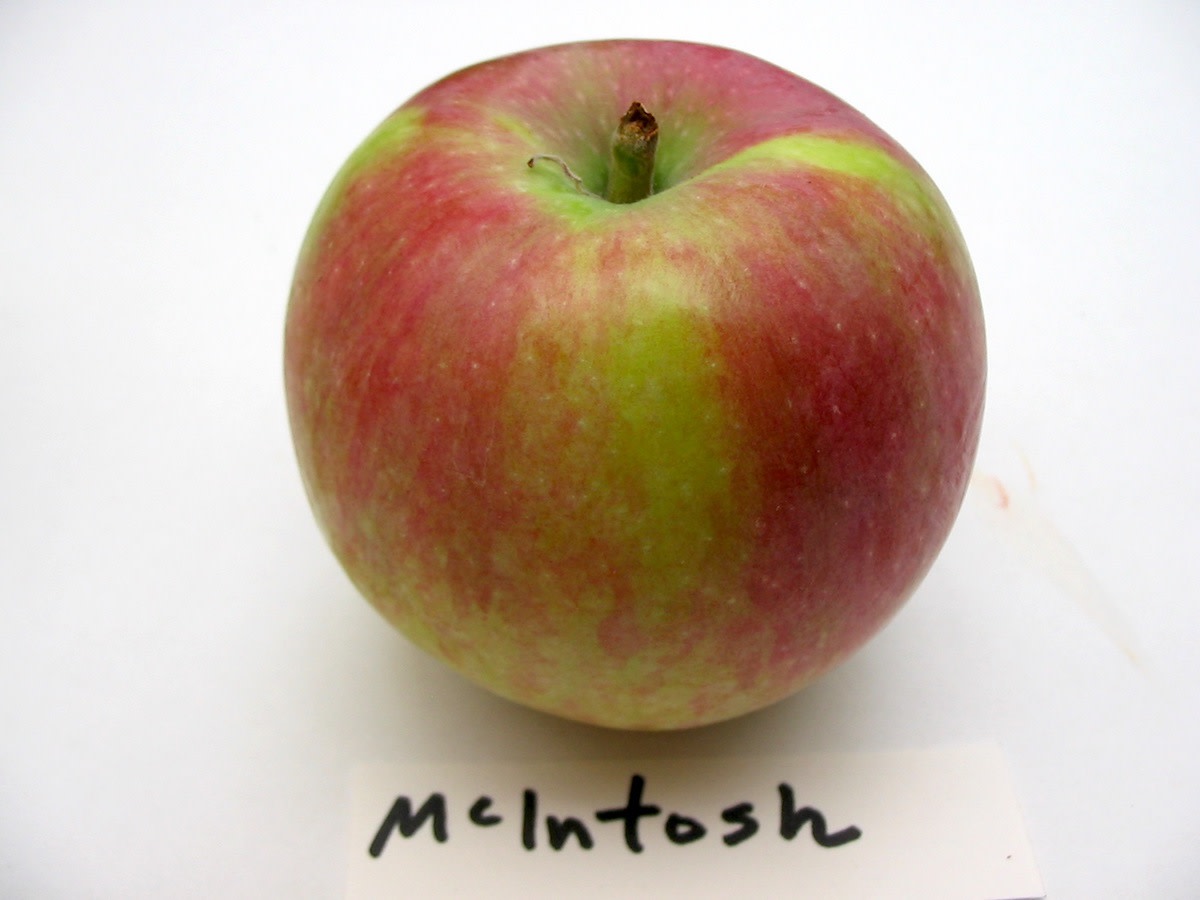 McIntosh Apple